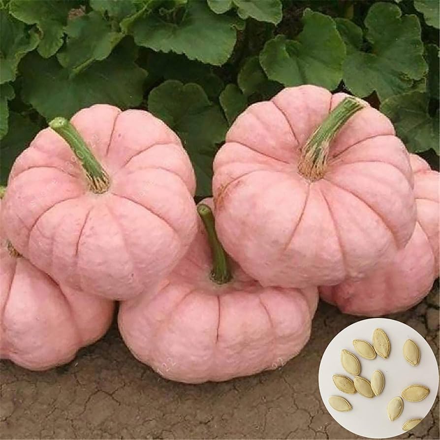Pink Porcelain Doll pumpkin plant grown from seeds with large, ribbed pastel pink pumpkins